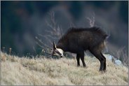 aufgestellter Gamsbart... Gämse *Rupicapra rupicapra*