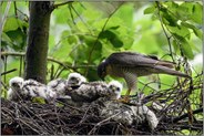 Sperbermännchen am Nest... Sperber *Accipiter nisus*