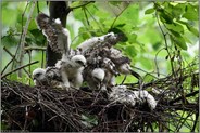 Aufregung im Nest... Sperber *Accipiter nisus*