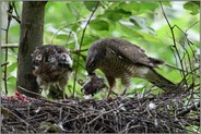 Beutespektrum... Sperber *Accipiter nisus*