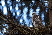 Blick in die Ferne... Sperbernestling *Accipiter nisus*