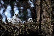 zwei in ihrem Nest... Sperber *Accipiter nisus*