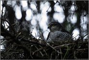 im Lebensraum Wald... Sperber *Accipiter nisus*