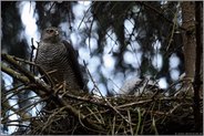 scharfer Blick... Sperber *Accipiter nisus*