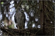 stehend im Horst... Sperber *Accipiter nisus*