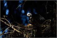 geheimnisvoll... Sperber *Accipiter nisus*, Jungvogel im Lichtspot