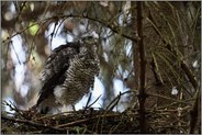 so gerade eben flügge... Sperber *Accipiter nisus*
