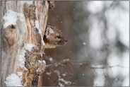 Blick nach draußen... Amerikanischer Baummarder *Martes americana*
