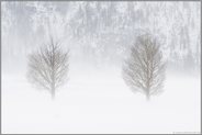 Bäume im Schneesturm... Lamar Valley *Yellowstone National Park*