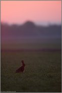 Morgenröte... Feldhase *Lepus europaeus*