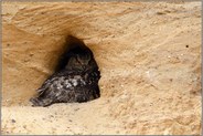 in der Nisthöhle... Europäischer Uhu *Bubo bubo*