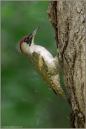 kletternd am Baum... Grünspecht *Picus viridis*