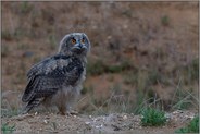 unterwegs... Europäischer Uhu *Bubo bubo*