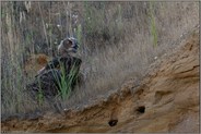 hier bin ich... Europäischer Uhu *Bubo bubo*