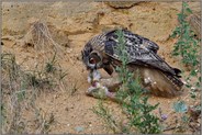 Mahlzeit... Europäischer Uhu *Bubo bubo*