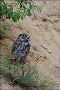 unter'm Busch... Europäischer Uhu *Bubo bubo*