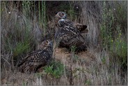 groß geworden... Europäischer Uhu *Bubo bubo*