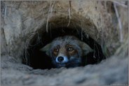 im Fuchsbau... Rotfuchs *Vulpes vulpes* schaut aus seinem Bau
