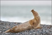 hochnäsig... Kegelrobbe *Halichoerus grypus* an der Helgoländer Aade