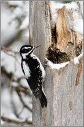 ein Weibchen... Haarspecht *Picoides villosus*