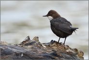 ein alter Baumstamm im Wasser... Wasseramsel *Cinclus cinclus*