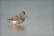 Lebensraum Wattenmeer... Rotschenkel *Tringa totanus*