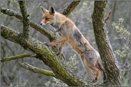 auf Ausschau... Rotfuchs *Vulpes vulpes* klettert im Baum