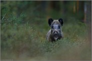 Überraschung... Wildschwein *Sus scrofa* mitten im Wald