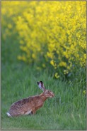 Riechtest... Feldhase *Lepus europaeus*