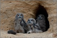 zu dritt... Europäischer Uhu *Bubo bubo*, Jungvögel