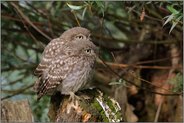 Doppelpack... Steinkauz *Athene noctua*, flügge Jungvögel