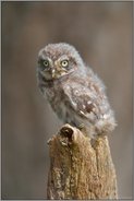 das Licht der Welt... Steinkauzästlinge *Athene noctua*