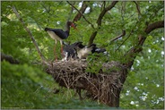 bei der Fütterung... Schwarzstorch *Ciconia nigra* am Nest