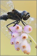 Drachenfliege... Schwarze Heidelibelle *Sympetrum danae*