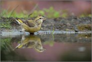 Jungvogel oder Altvogel... Fichtenkreuzschnabel  *Loxia curvirostra* an der Tränke