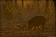 Bache mit Frischlingen im Gegenlicht... Wildschweine *Sus scrofa* im Wald