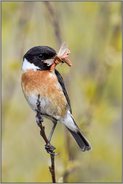 Futter im Schnabel... Schwarzkehlchen *Saxicola torquata* im Weidengebüsch