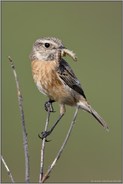 vor dem Anflug zum Nest... Schwarzkehlchen *Saxicola torquata*, Weibchen mit Beute im Schnabel