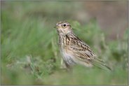 Vogel der offenen Feldflur... Feldlerche *Alauda arvensis* im typischen Umfeld