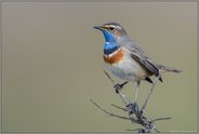 weißsternig... Blaukehlchen *Luscinia svecica*