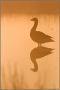 krasses Gegenlicht... Graugans *Anser anser* am frühen Morgen