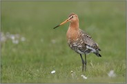 Frühheimkehrer... Uferschnepfe *Limosa limosa* auf einer Frühlingswiese