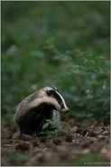 Blick nach links... Europäischer Dachs *Meles meles*, Jungdachs erkundet die Umgebung