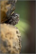 Felsversteck... Steinkauz *Athene noctua* sitzt in der Sonne