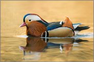 in goldenem Licht... Mandarinente *Aix galericulata*