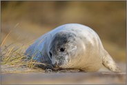 Langeweile in den Dünen... Kegelrobbe *Halichoerus grypus*, abgesäugtes Jungtier