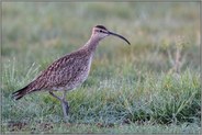 langer Hals... Regenbrachvogel *Numenius phaeopus* bei der Nahrungssuche auf einer nassfeuchten Wiese