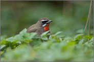 tief in der Vegetation... Rubinkehlchen *Luscinia calliope*, seltener Irrgast