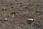 Kahlschlag... Waldsterben *Borkenkäferbefall*, frische Kahlfläche, Baumstümpfe im Sauerland, ehemaliger Fichtenwald