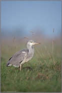 gut genährt... Graureiher *Ardea cinerea* nach erfolgreicher Jagd